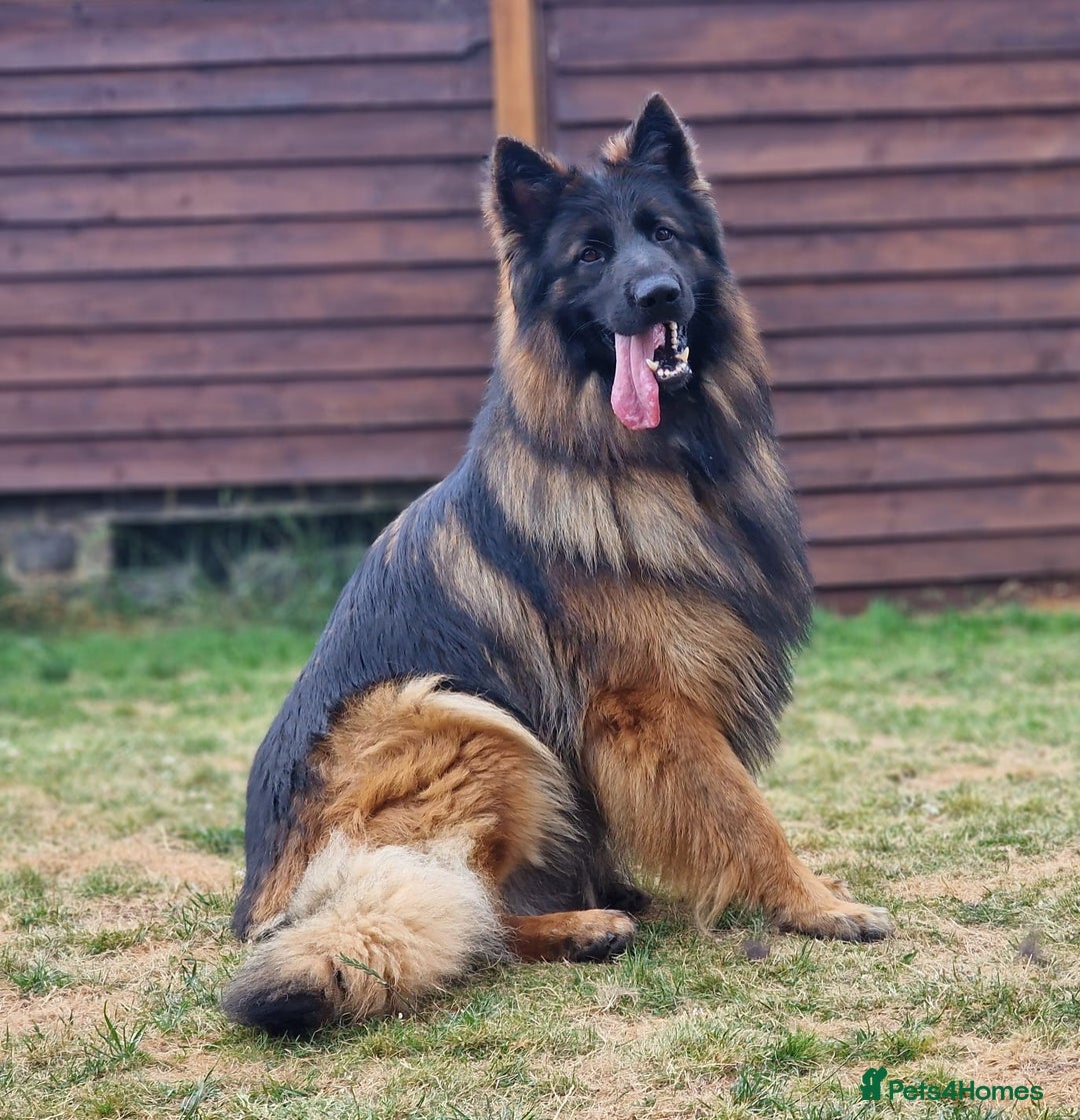 German Shepherd dogs for sale: Stunning longcoat German Shepherd puppies - Image 6