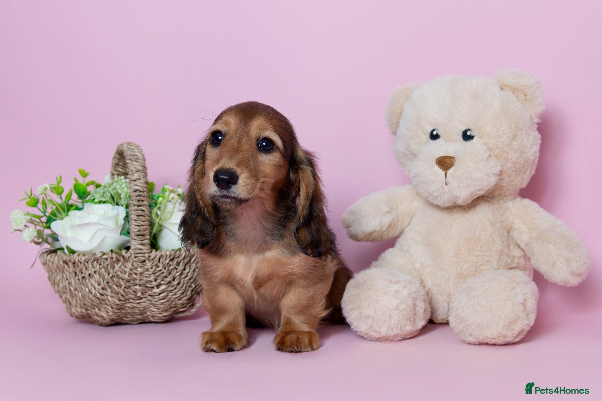 Miniature Dachshund dogs Champion Lines, Longhaired Miniature dachshunds - Advert 1