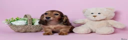 Miniature Dachshund dogs for sale: Champion Lines, Longhaired Miniature dachshunds - Advert 9