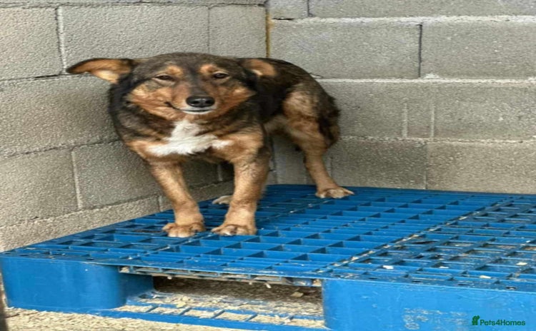 Mixed Breed dogs - Advert 10