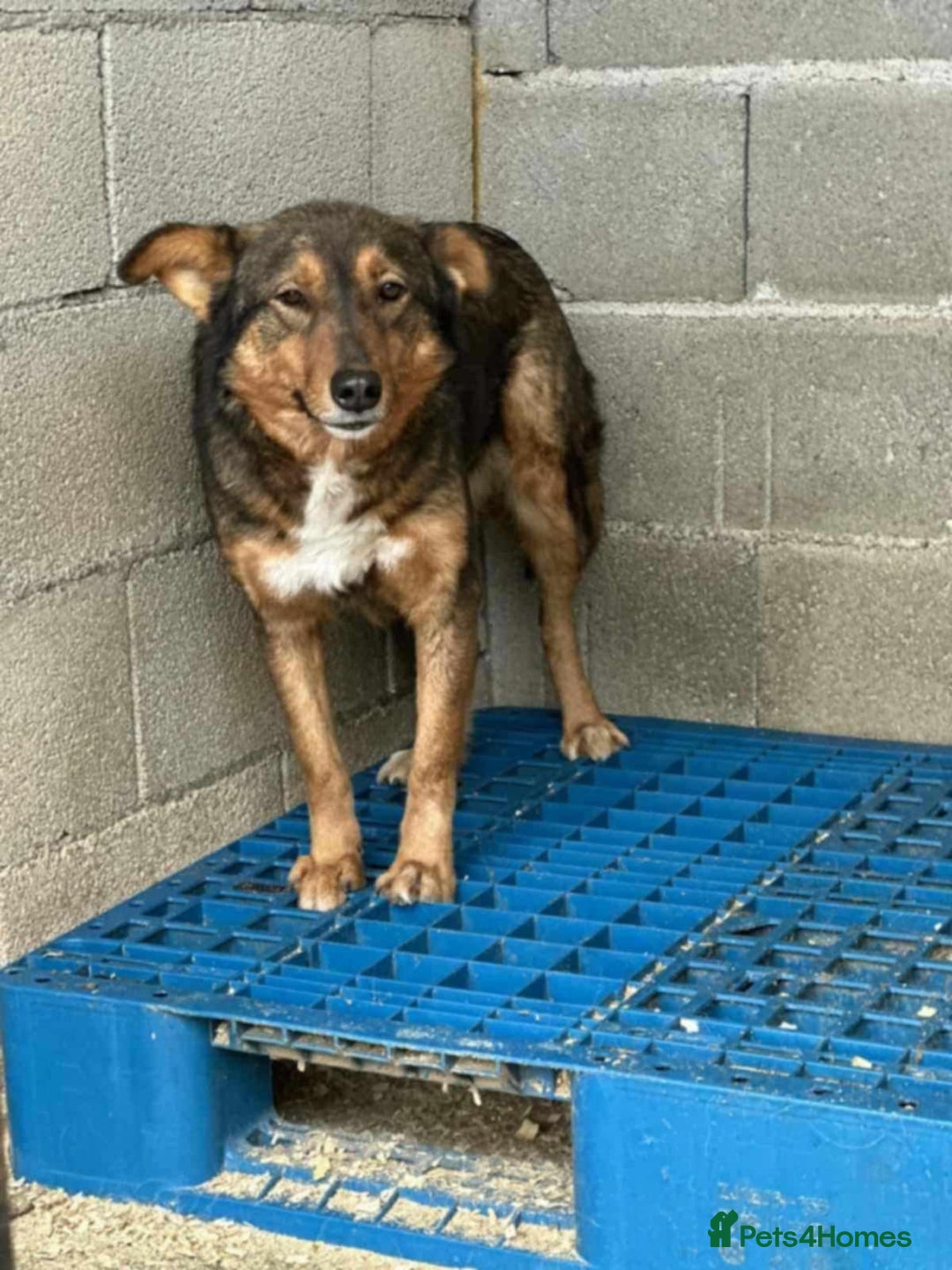 Mixed Breed dogs for adoption: Nora is 3-4acedonain rescue  - Image 1