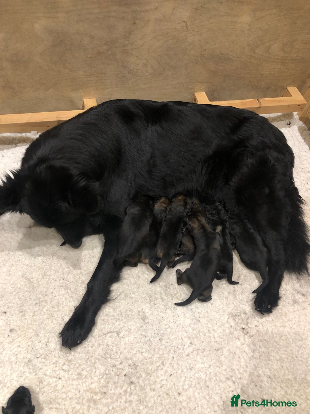 German Shepherd dogs for sale: KC HEALTH TEST LONG HAIRED GERMAN SHEPHERD PUPPIES - Advert 2