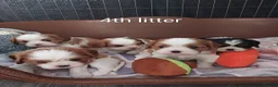 Cavalier King Charles Spaniel dogs for stud: CKCS STUD DOG/ DNA / CHAMPION LINES  - Advert 3