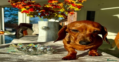 Miniature Dachshund dogs Britney - miniature Dachshund - Advert 6