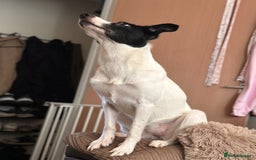 Mixed Breed dogs for sale: 🐾 Border Collie x Blue Heeler Puppies FOR SALE 🐾 - Image 12