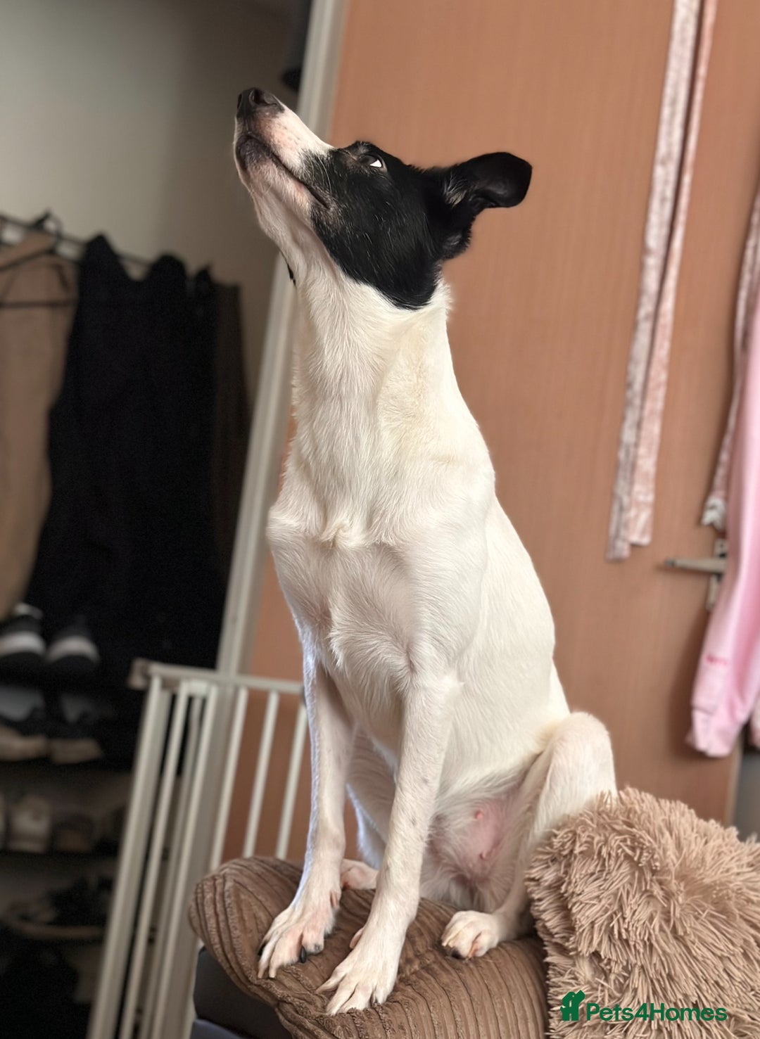 Mixed Breed dogs for sale: 🐾 Border Collie x Blue Heeler Puppies FOR SALE 🐾 - Image 12