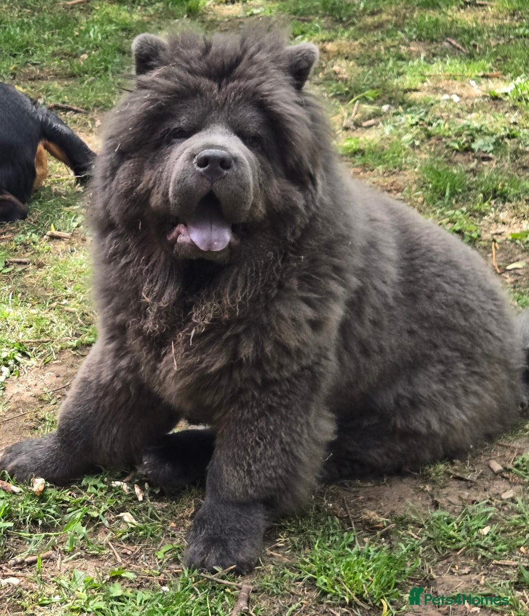 Chow Chow dogs for stud: KC Blue Chow Stud Blue Chow Chow Stud  - Advert 3