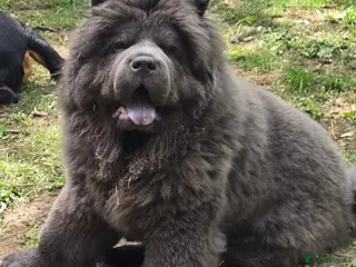 Chow Chow dogs KC Blue Chow Stud Blue Chow Chow Stud - Advert 4