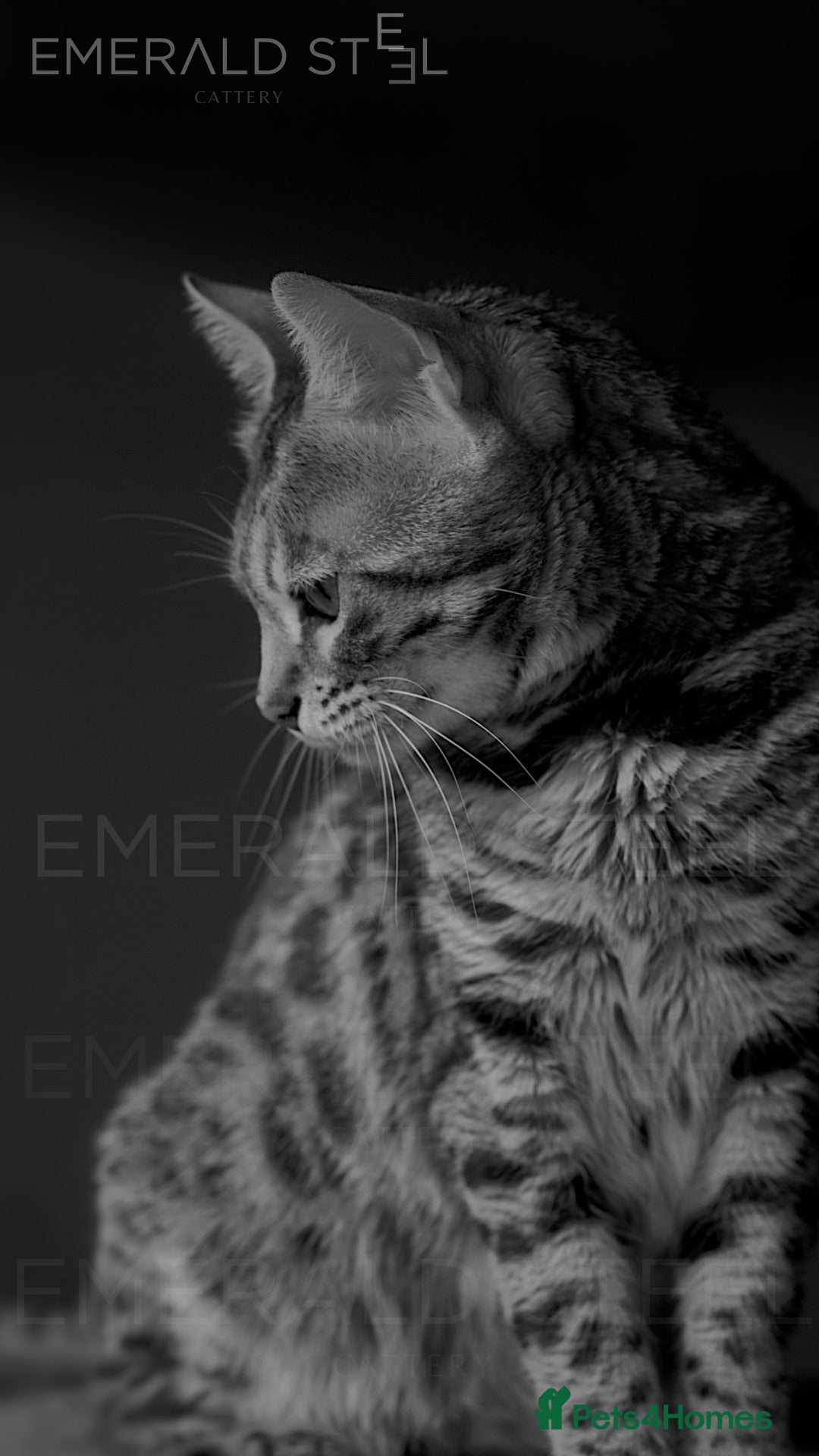 Bengal cats for sale: Pure Pedigree TICA Early Generation Bengal - Advert 4