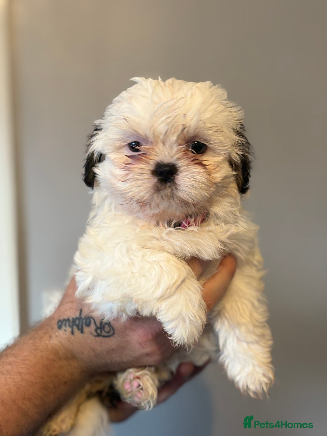 Shih Tzu dogs for sale: 4 Shih tzu girls  - Image 27