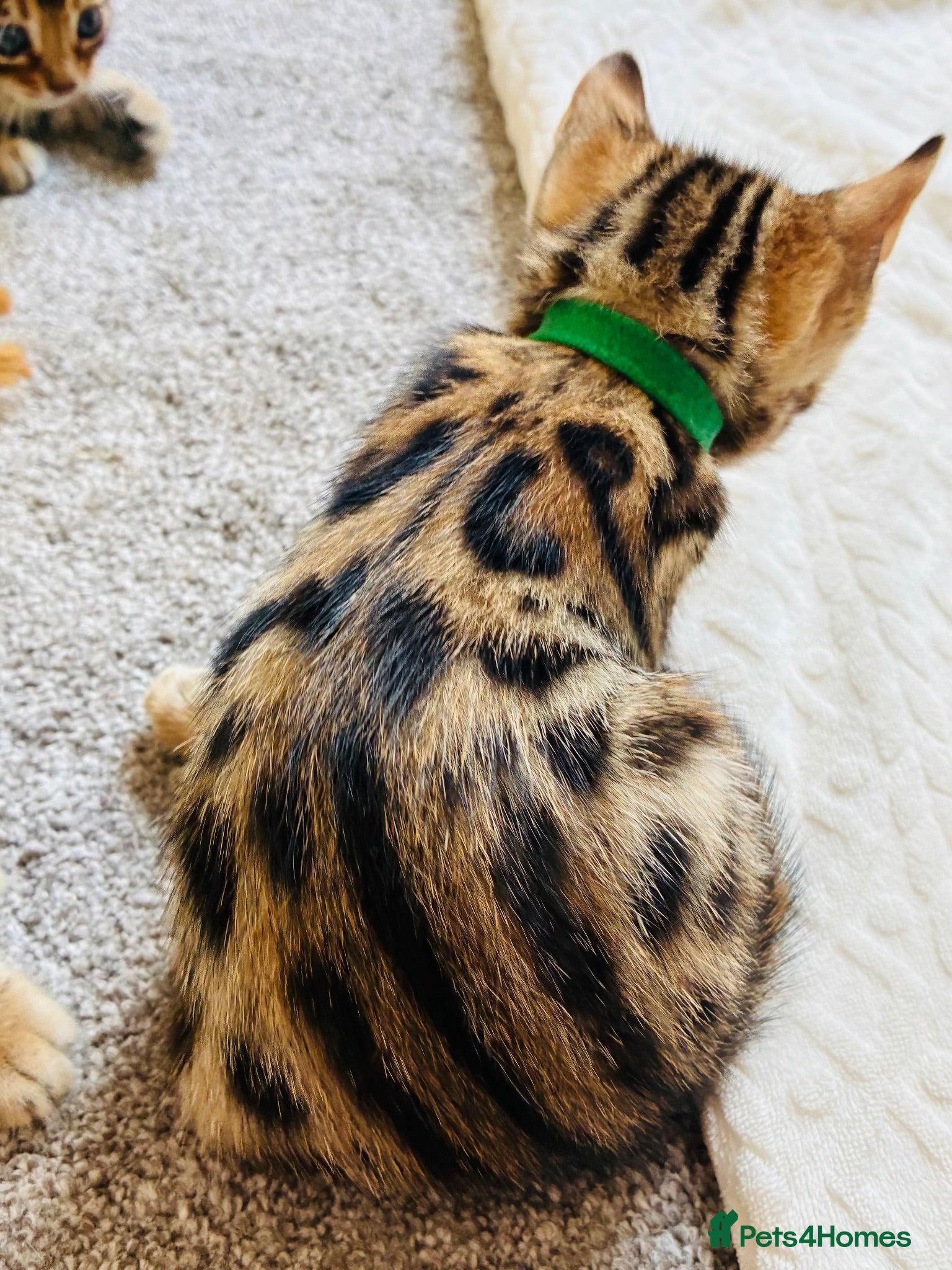 Bengal cats Amazing Bengal Kittens for sale  - Advert 2