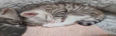 Mixed Breed Kitten 1