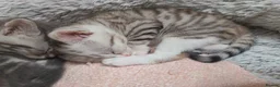 Mixed Breed cats for sale: Siberian X kittens  in Manchester - Advert 7