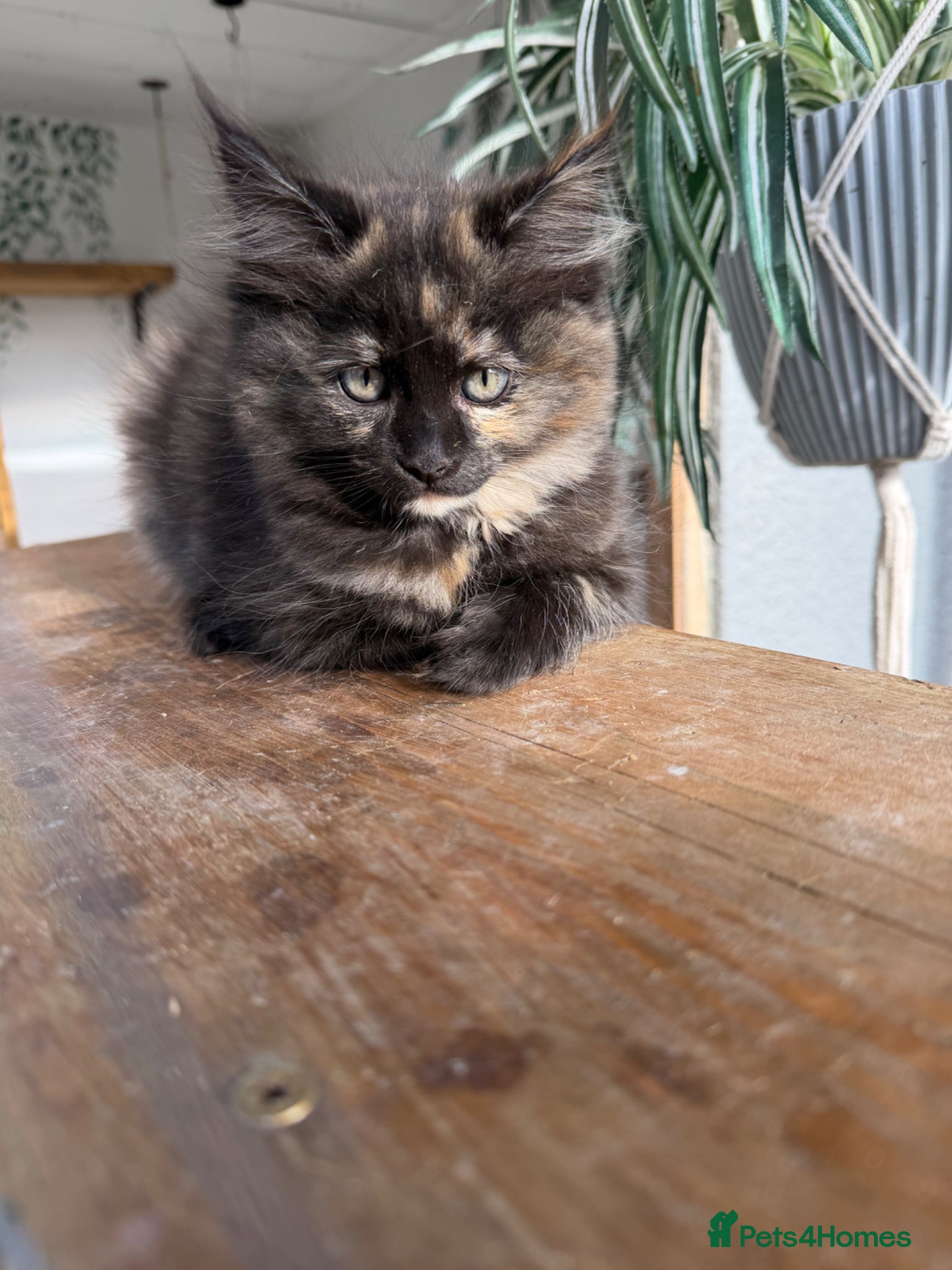 Ragcoon cats RAGCOON STUNNING 5star kittens  😻 - Advert 2
