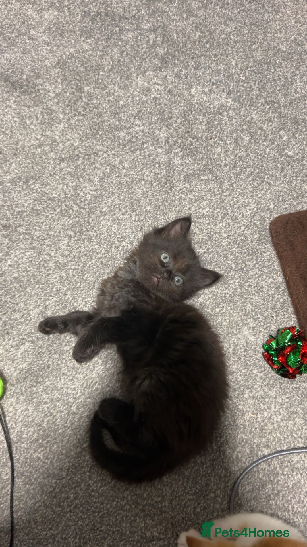 Ragdoll cats for sale: ragdoll x tabby  - Image 12