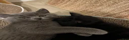 British Shorthair cats for sale: ✨ beautiful black/blue British Shorthair kittens✨ - Advert 11