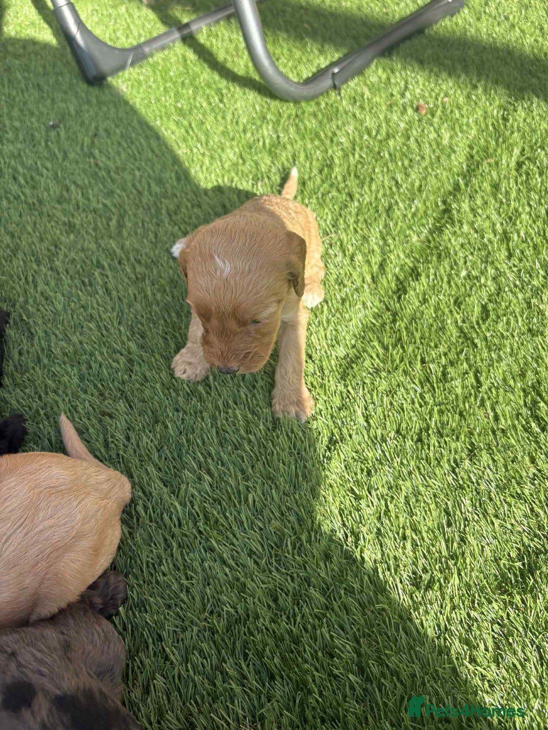 Cockapoo dogs for sale: Beautiful cockerpoo pups for sale - Image 25