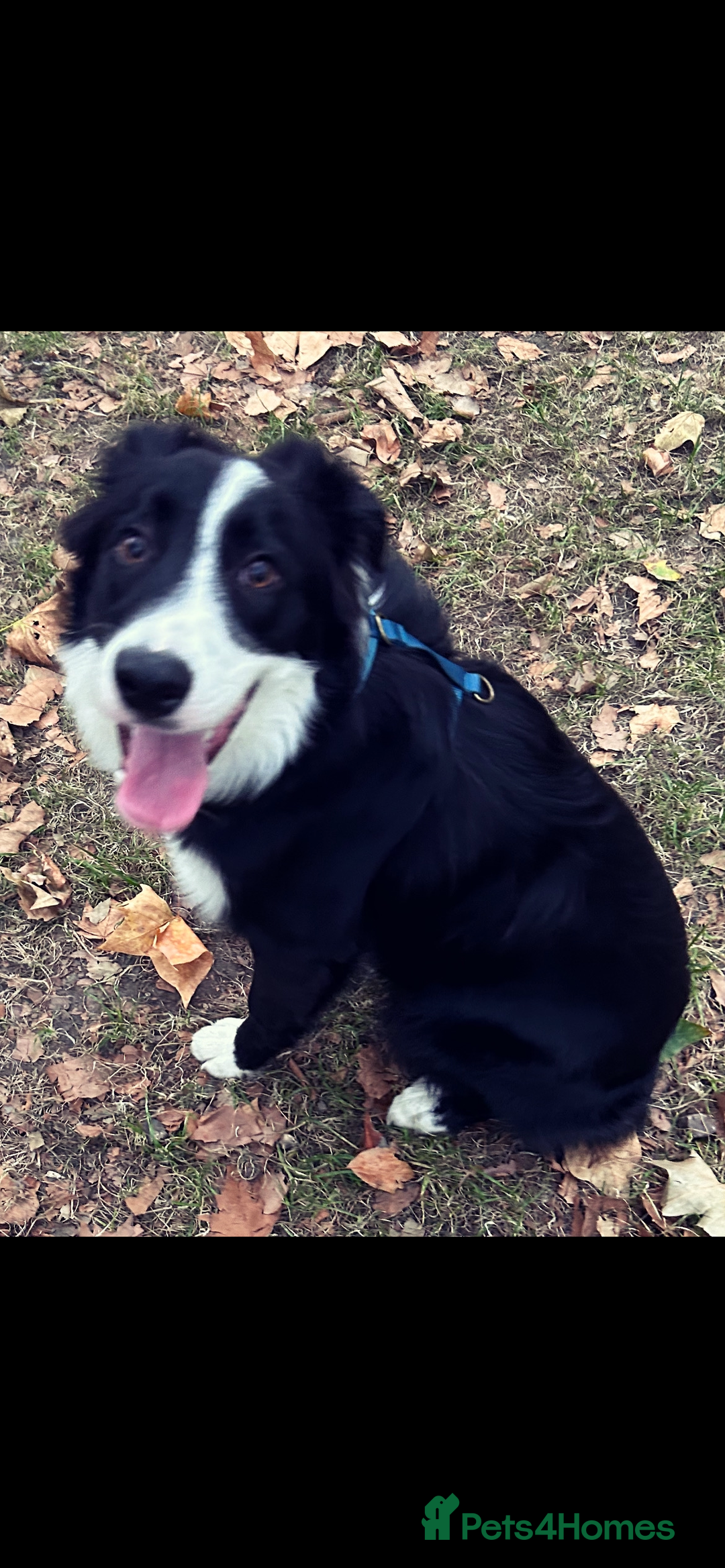 Border Collie dogs for stud: Beautiful Pedigree Stud Border Collie for breeding in Isleworth - Advert 12