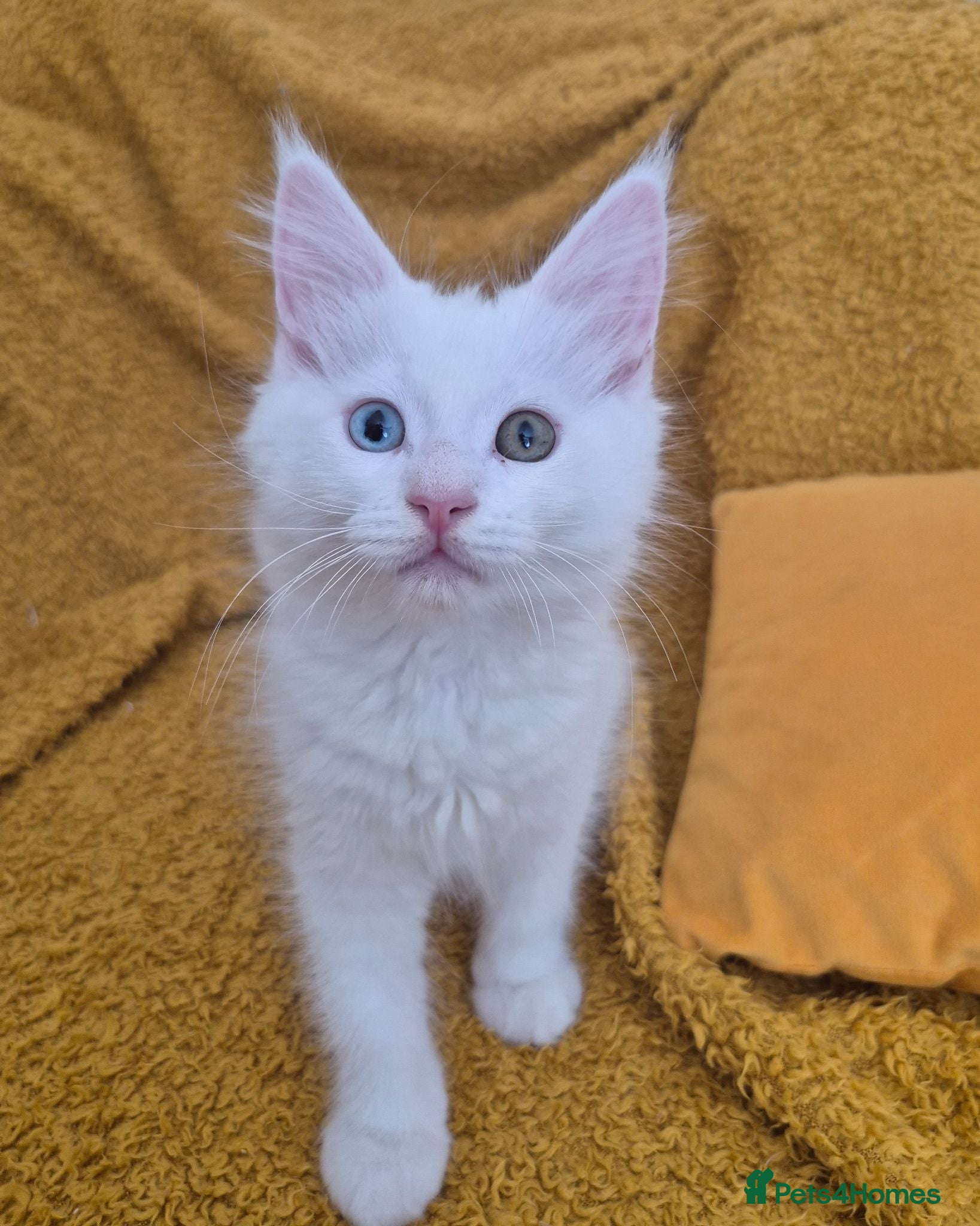 Maine Coon cats Gorgeous maine coon babies pure white odd eyed  - Advert 11