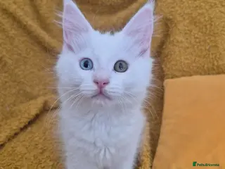 Maine Coon cats Gorgeous maine coon babies pure white odd eyed - Advert 3