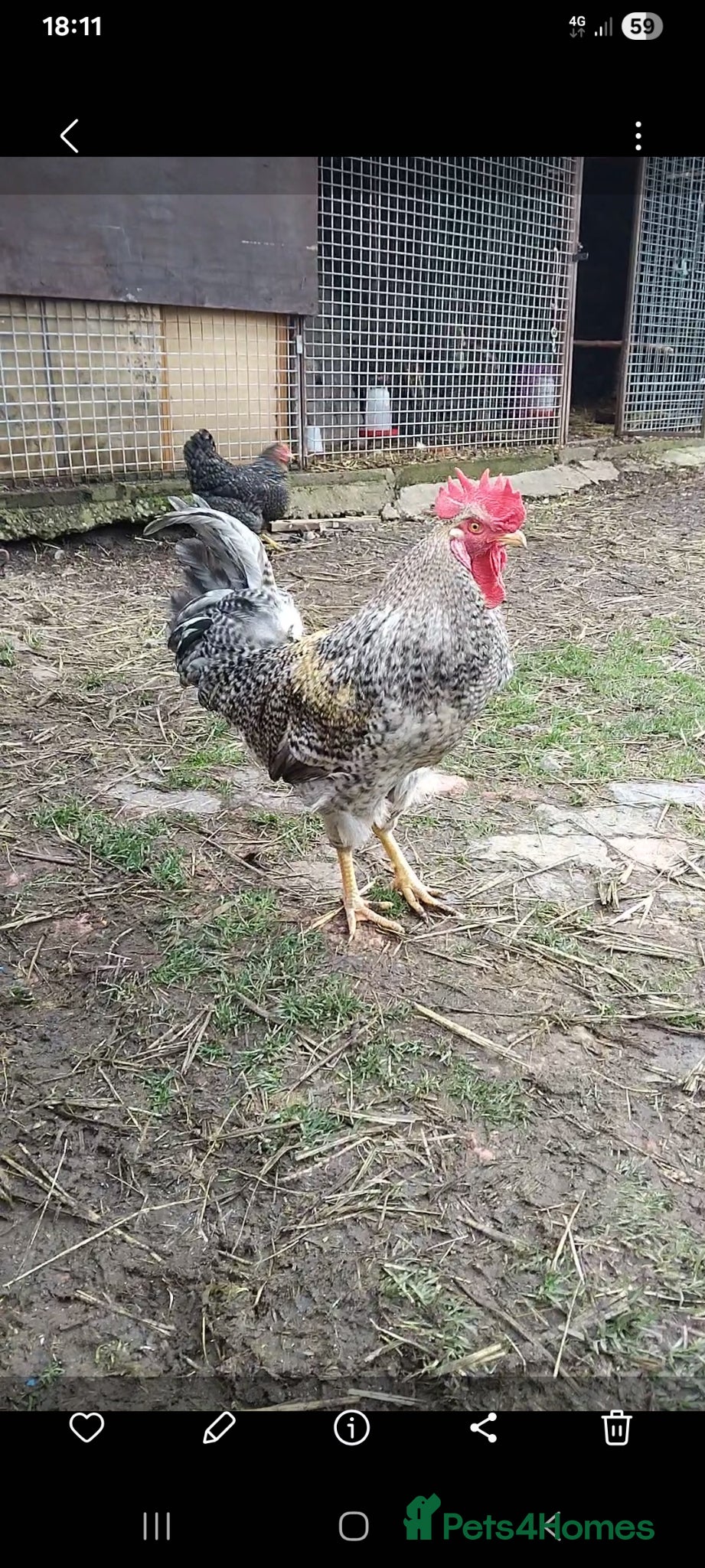 Chickens poultry Hybrid cockrel  - Advert 2