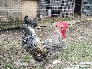 Chickens poultry Hybrid cockrel - Advert 2