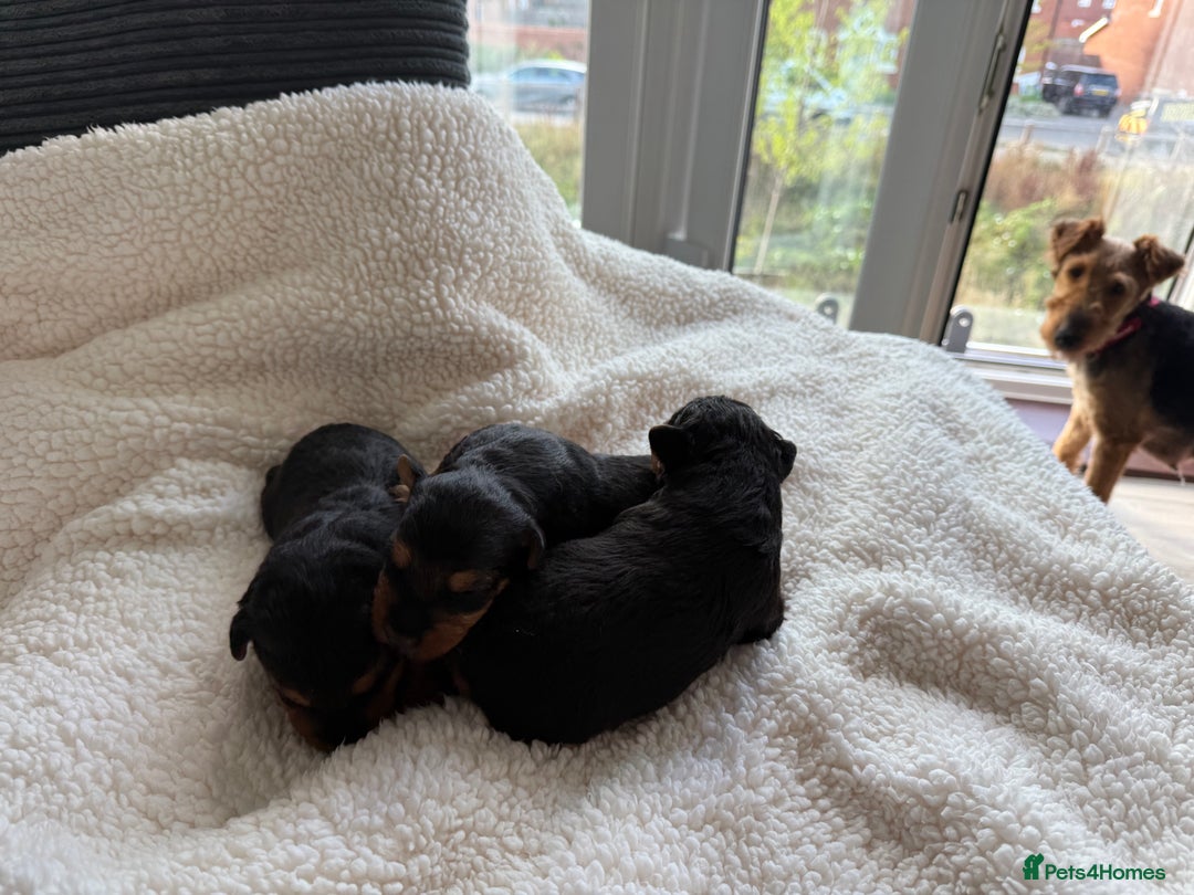 Welsh Terrier dogs for sale: 3 beautiful girls 💕 - Image 2
