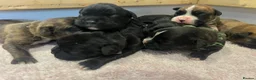 Boxer dogs for sale: 9 Beautiful Boxer puppies in Lewes - Advert 5