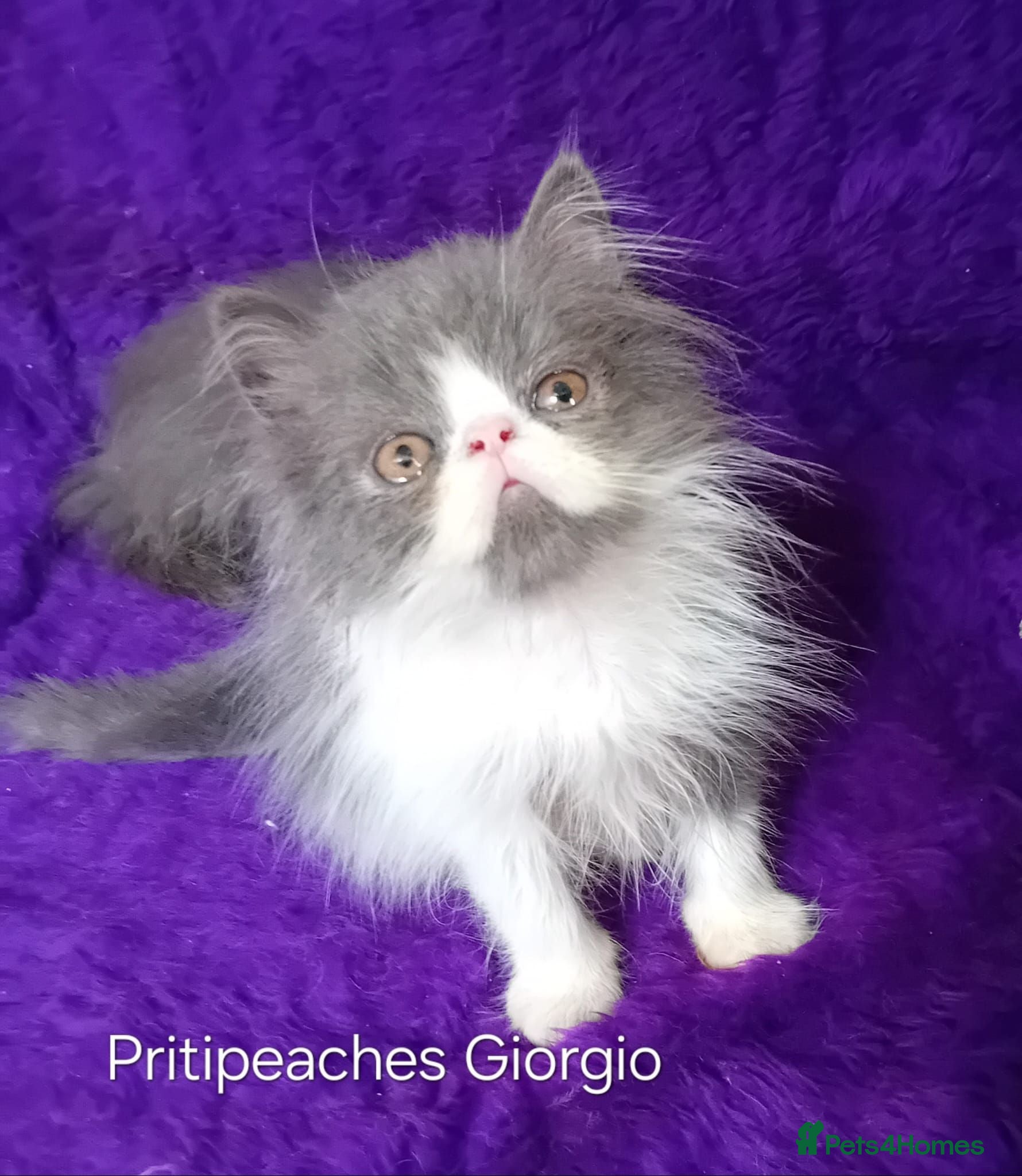 Persian cats Gccf Registered Persian Kittens  - Advert 19