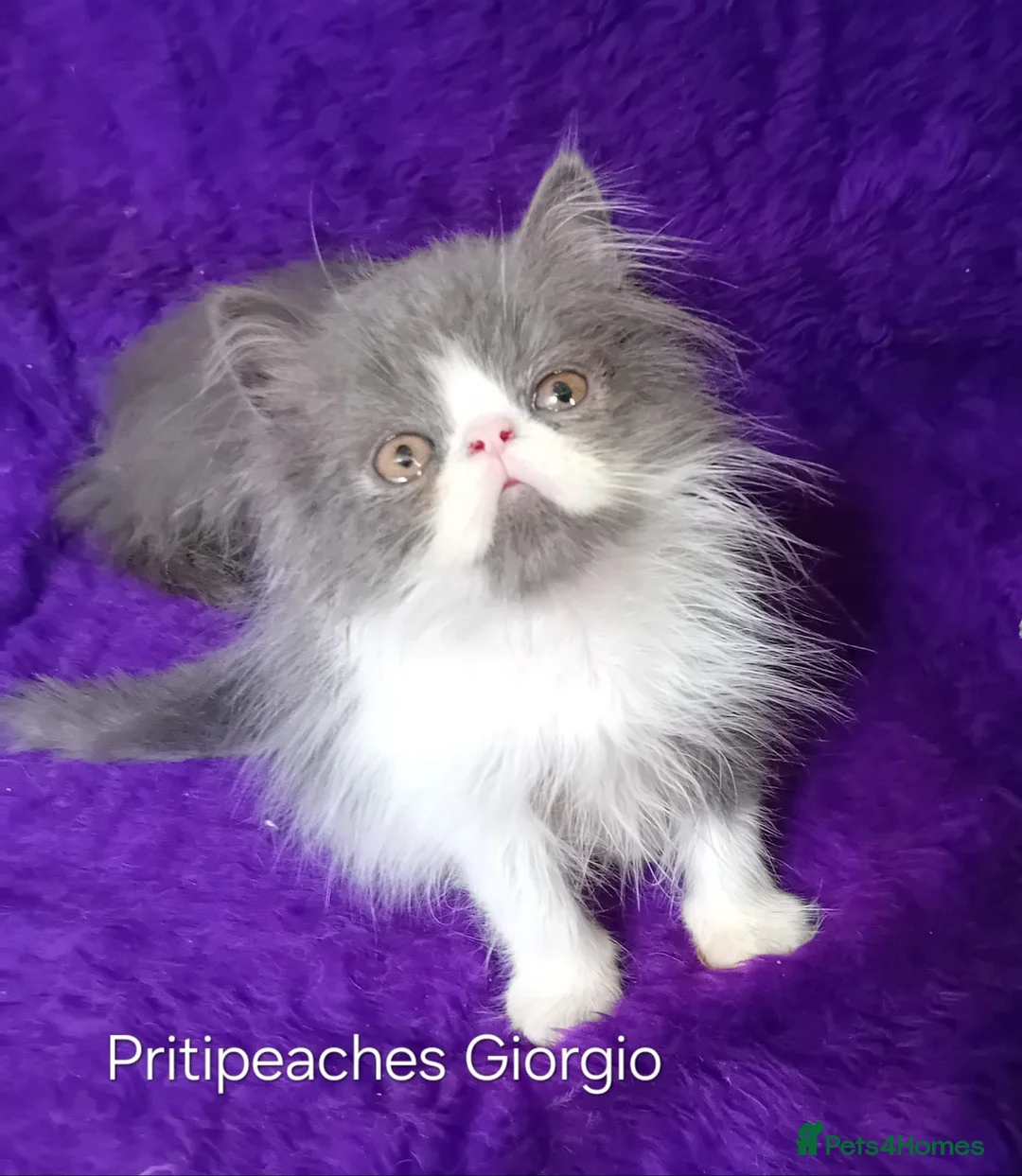 Persian cats for sale: Gccf Registered Persian Kittens  - Advert 1