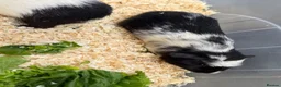 Guinea Pig rodents for sale: Guinea pigs in need of new homes!  - Advert 11