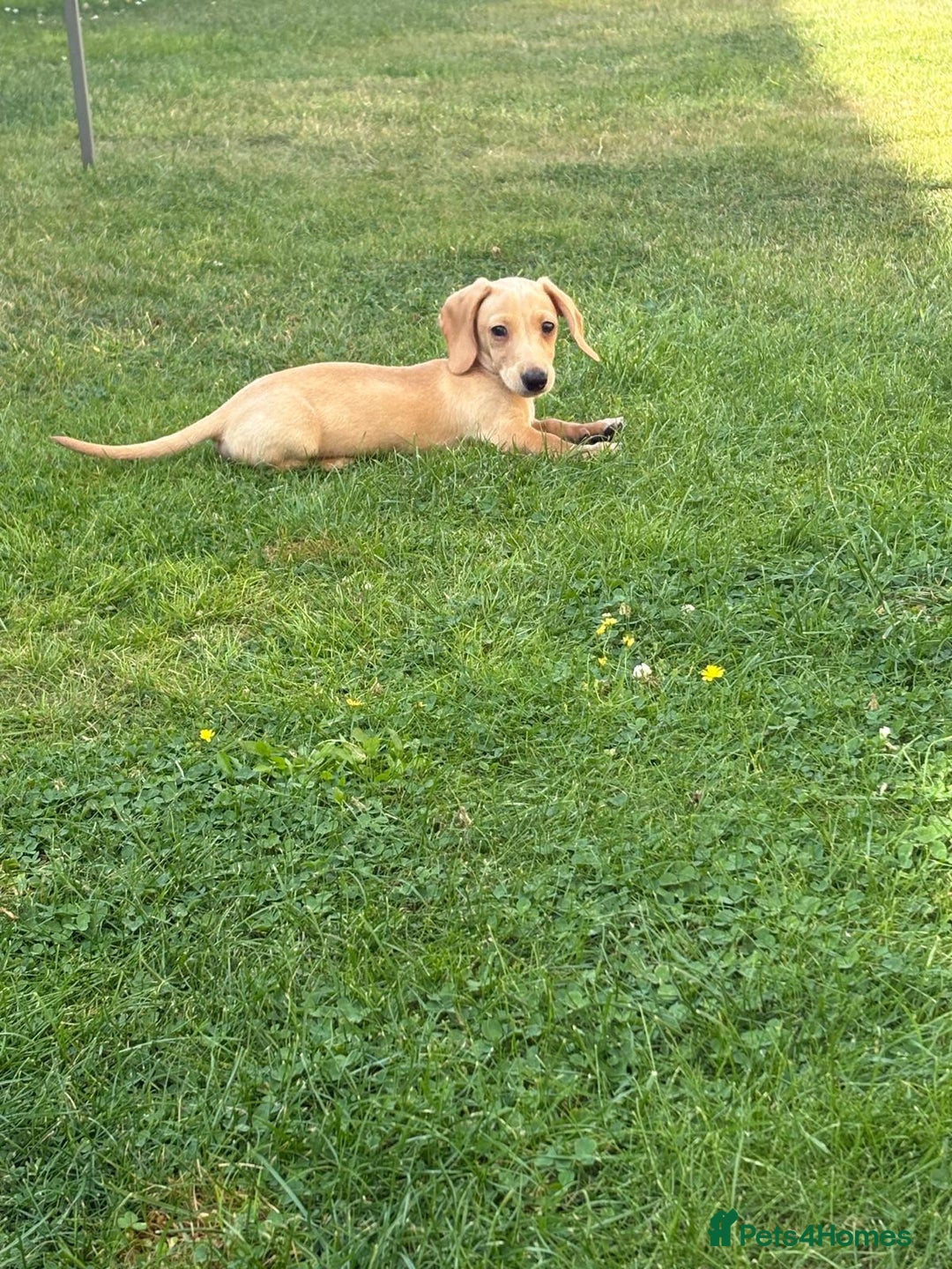 Miniature Dachshund dogs for sale: CREAM MALE 10 WEEKS SHORT HAIR MINIATURE DACHSHUND - Image 1