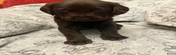 Labradoodle dogs for sale: Beautiful Labrador × Labradoodle Puppies  in Alfreton - Advert 33