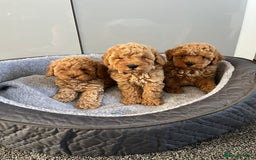 Cavapoo dogs for sale: Stunning F1bb Cavapoo puppies  - Image 1