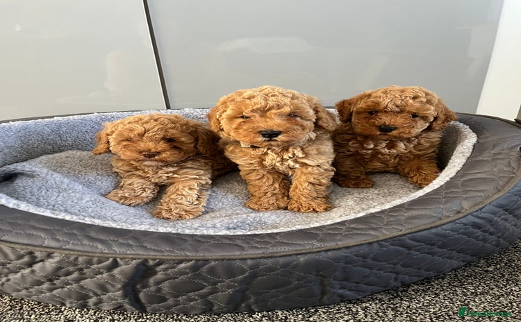 Cavapoo dogs - Advert 3
