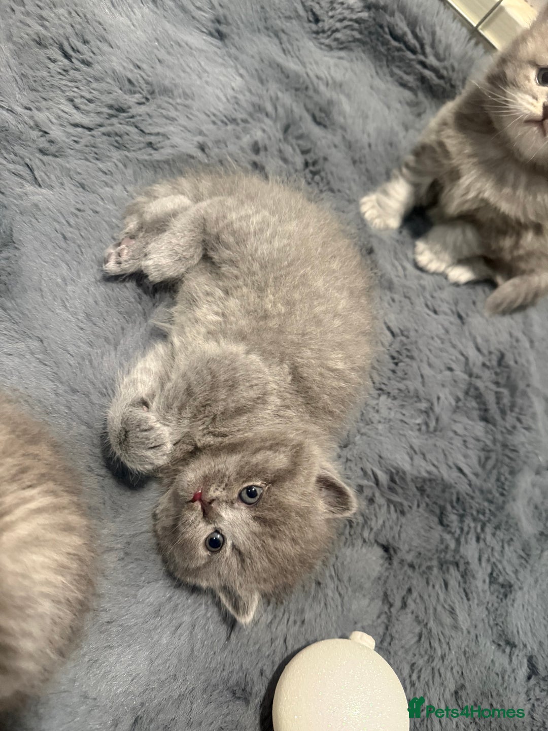 Scottish Fold cats for sale: Scottish fold kittens  - Advert 13