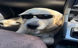 Golden Retriever dogs for stud: Handsome KC REGISTERED Golden Retriever  in Melton Mowbray - Image 13