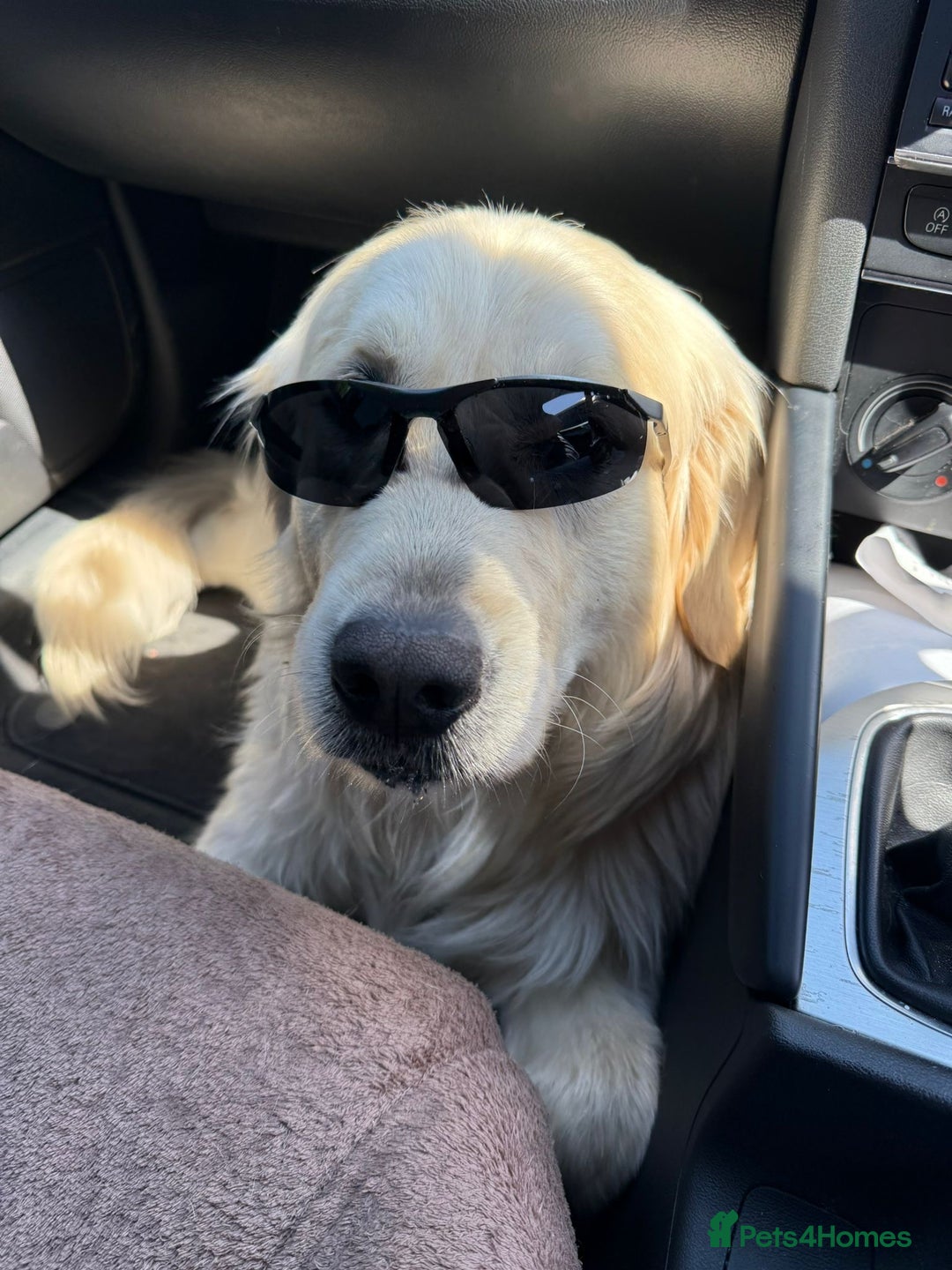Golden Retriever dogs for stud: Handsome KC REGISTERED Golden Retriever  in Melton Mowbray - Image 13