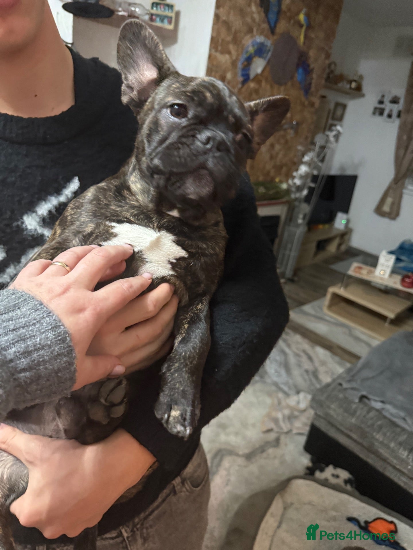 French Bulldog dogs for sale: Fido  - Advert 1