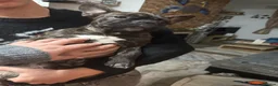 French Bulldog dogs for sale: Fido  - Advert 1