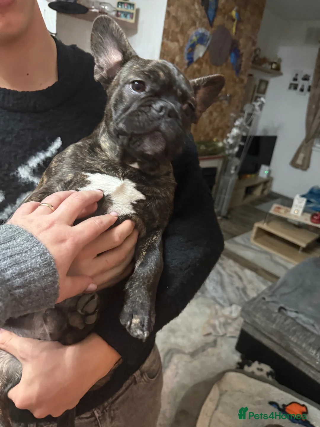 French Bulldog dogs for sale: Fido  - Advert 1
