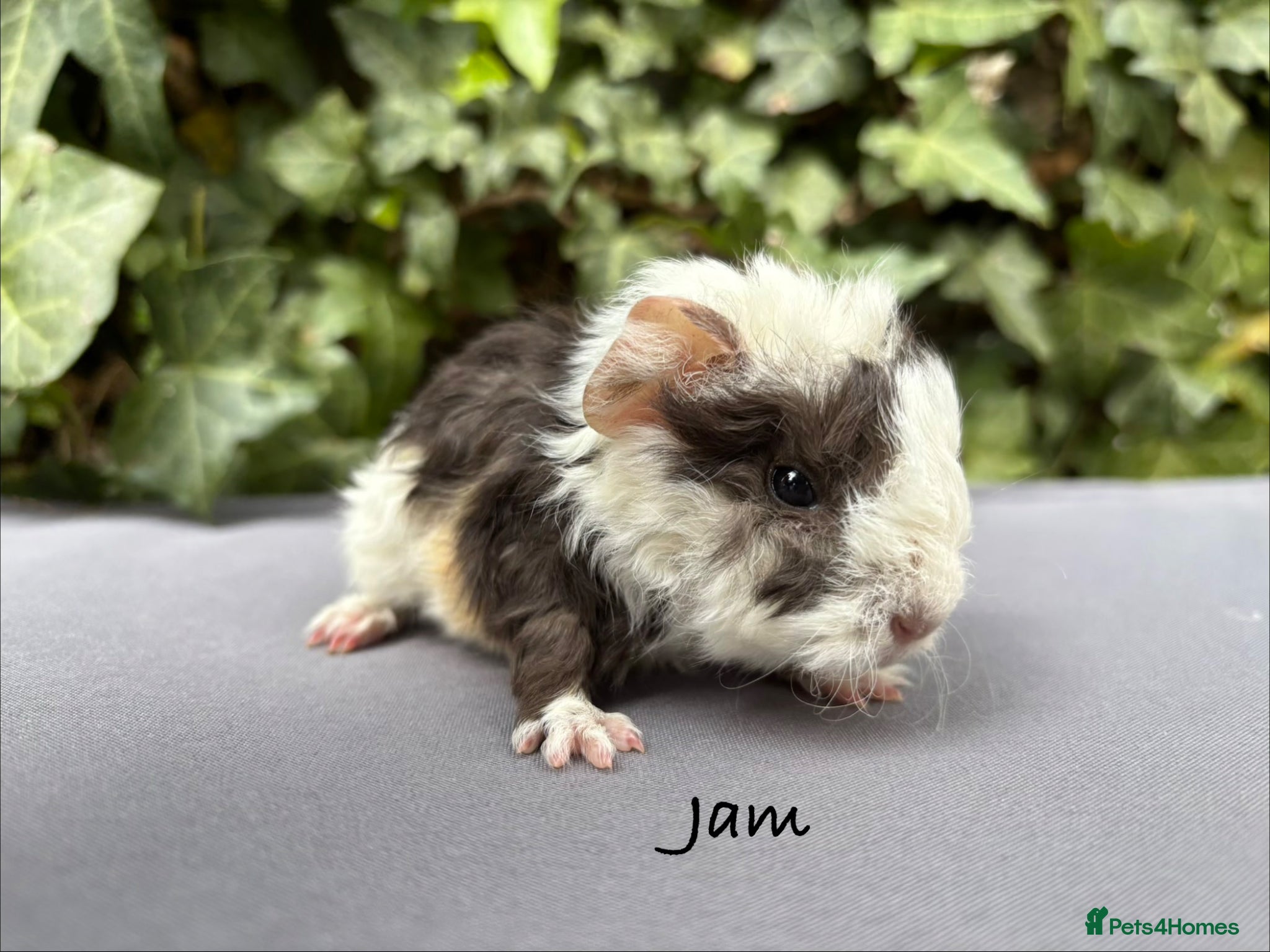 Guinea Pig rodents Gorgeous baby guinea pigs  - Advert 12