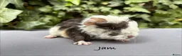 Guinea Pig rodents for sale: Gorgeous baby guinea pigs  - Advert 1