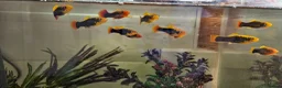 Platies fish for sale: Fish Tank / Aquarium Complete Set – Ready to Go - Advert 3