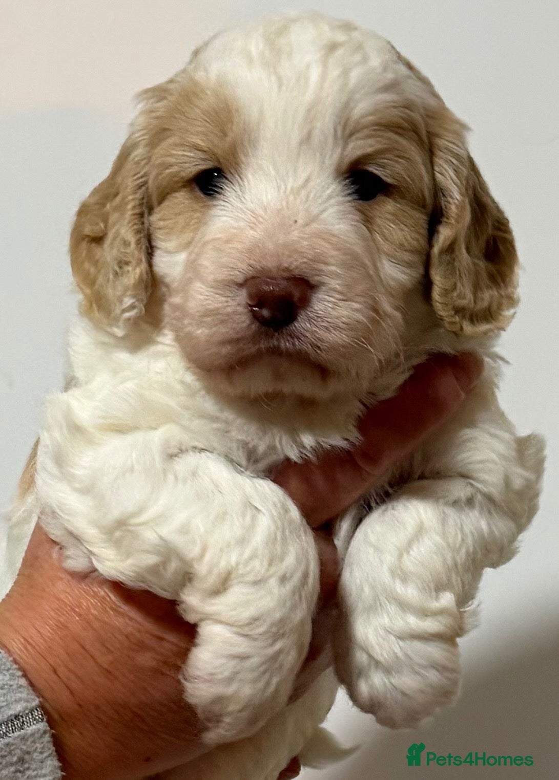 Cockapoo dogs for sale: Cockerpoo - Advert 1