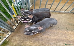 French Bulldog dogs for sale: FRENCH BULLDOGS  - Advert 7