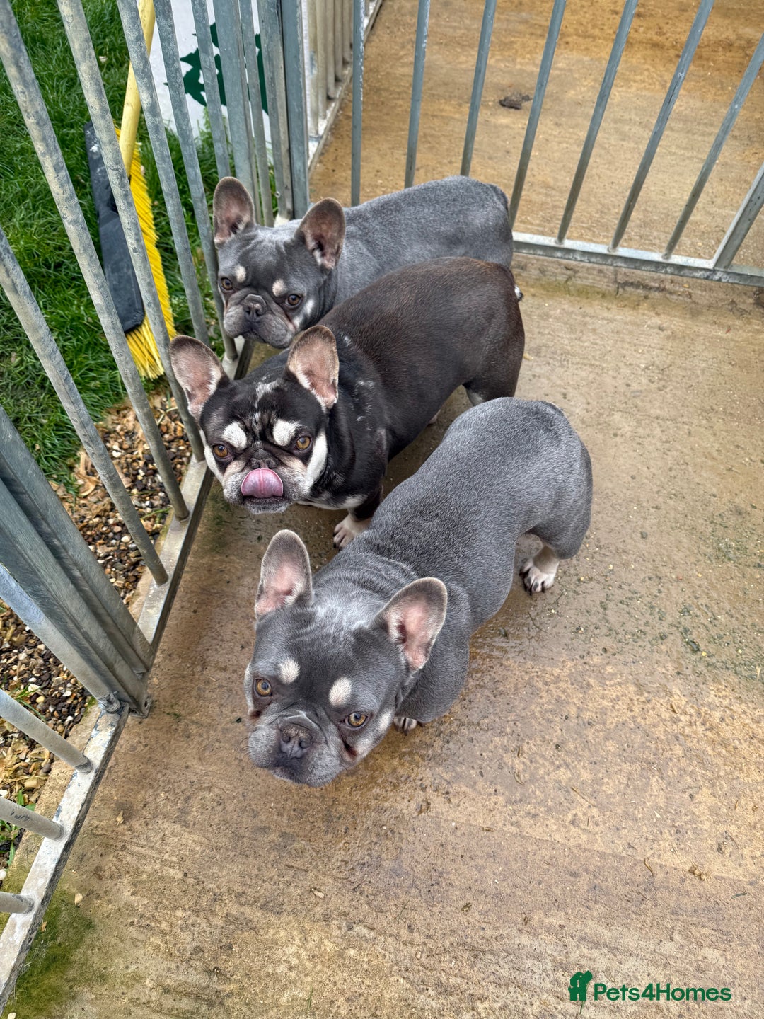 French Bulldog dogs for sale: FRENCH BULLDOGS  - Advert 7