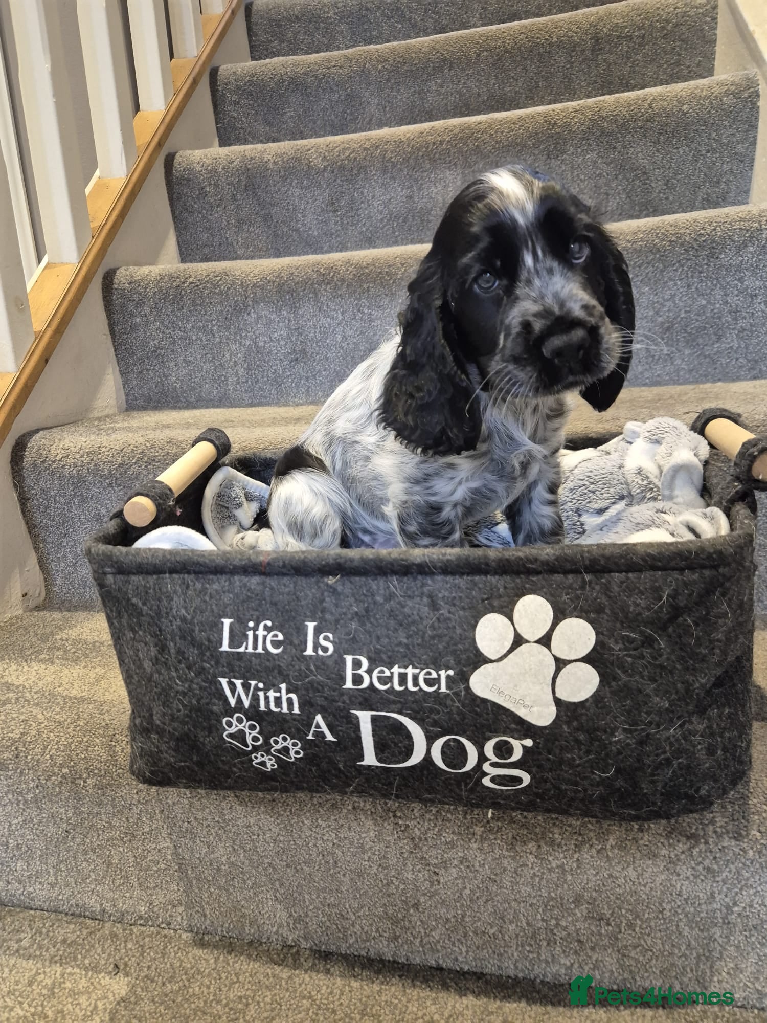 Cocker Spaniel dogs Cocker Spaniel show type puppy. Blue roan colour. - Advert 1