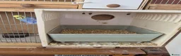 Budgerigars birds for sale: Breeding cages with budgies in Plymouth - Advert 8
