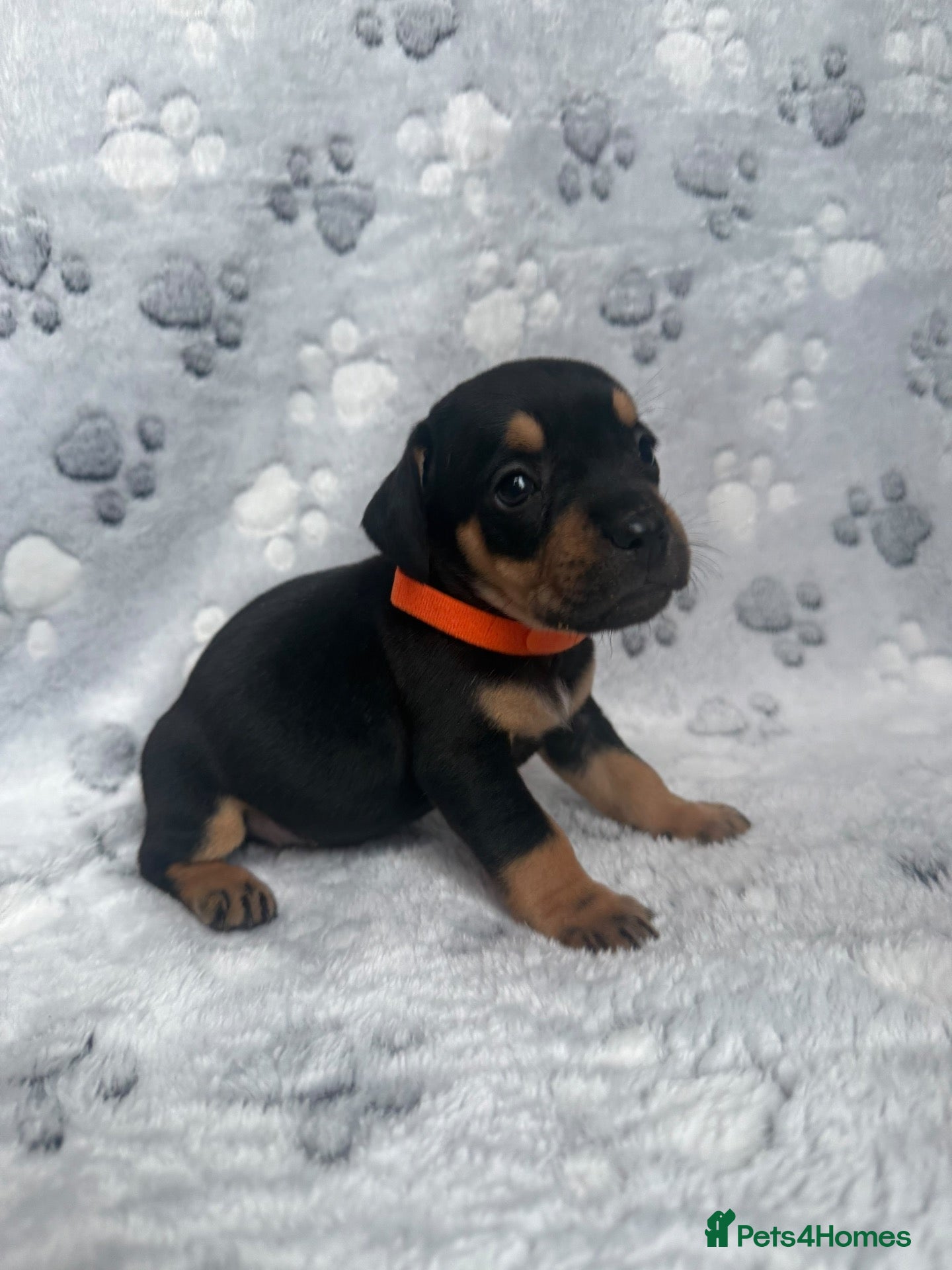Mixed Breed dogs Dachshund x French bulldogs - French bull wieners  - Advert 2